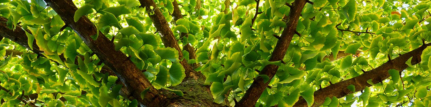 our_collection_ginko_leaf_exclusive_banner_1500x375_72dpi_q40 our_collection_ginko_leaf_exclusive_banner_1500x375_72dpi_q40