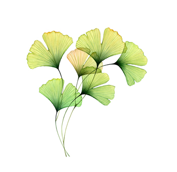 our_collection_ginko_leaf_exclusive_design-story_350x350_72dpi_q100 our_collection_ginko_leaf_exclusive_design-story_350x350_72dpi_q100